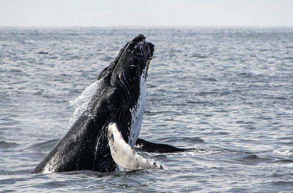 1900 tona je naša dnevna potrošnja